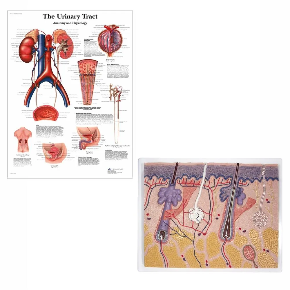 3B Scientific Essential Nursing Lab Kit