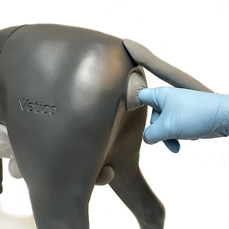 Androdog Andy