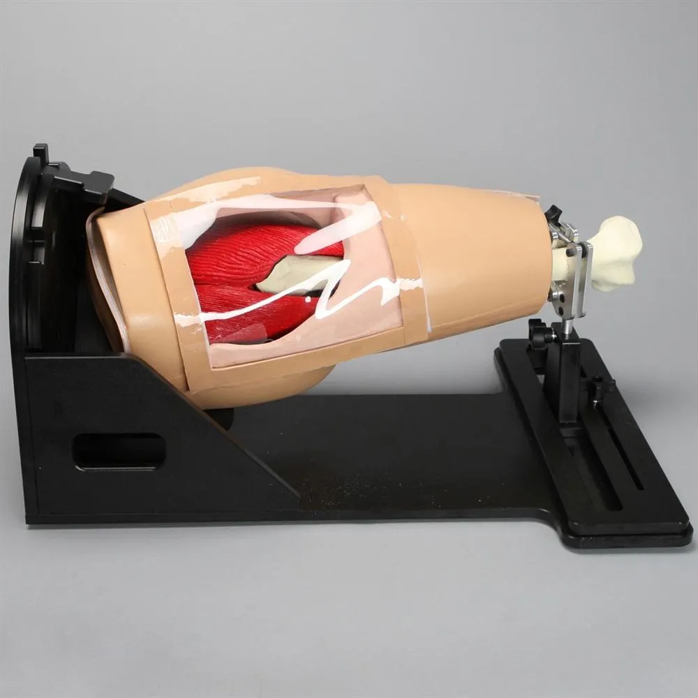 Arthroscopy Hip Model On Deluxe Stand