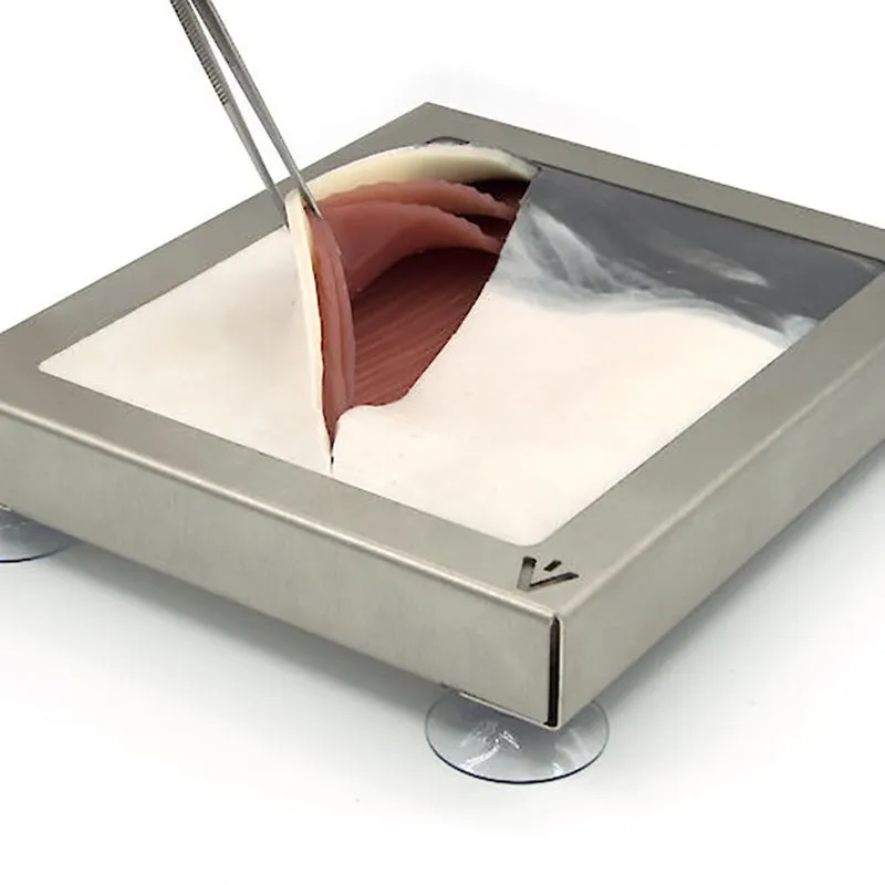Cow Abdominal Wall Surgical Suture Training Pad for Veterinary Education