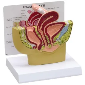 Female Pelvis Cross-Section Model