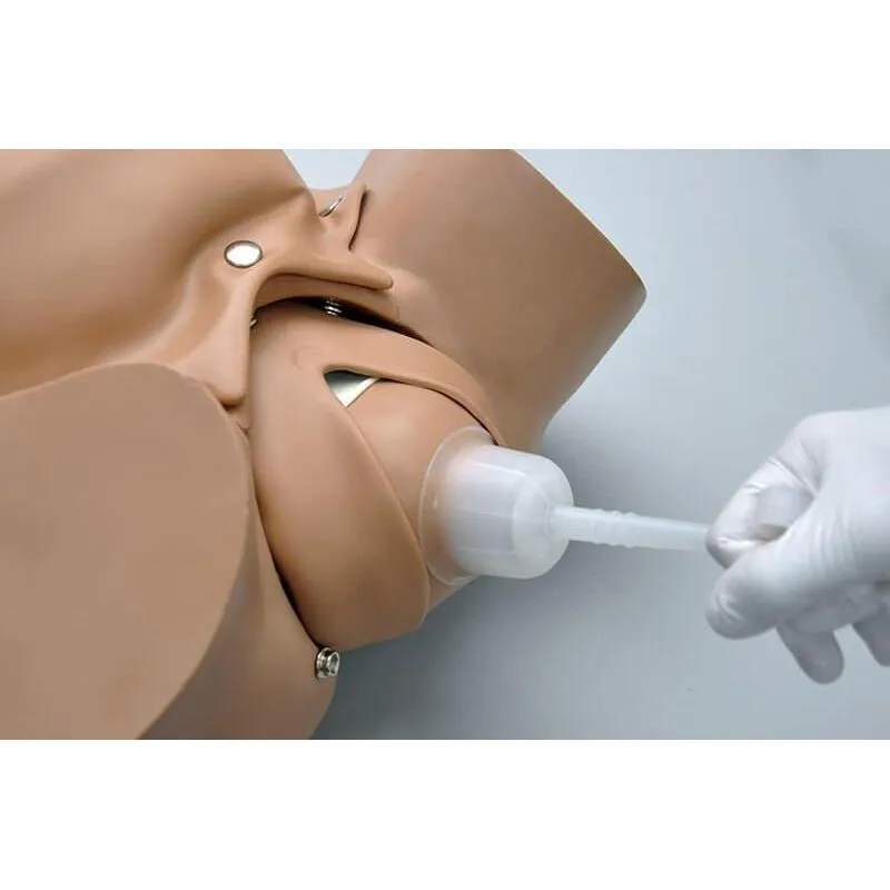 Fetal baby, Umbilical Cord, and Placenta for Vacuum Delivery
