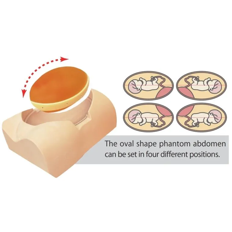 Fetus Ultrasound Exam Phantom SPACE FAN-ST