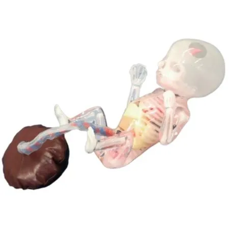Fetus Ultrasound Exam Phantom SPACE FAN-ST