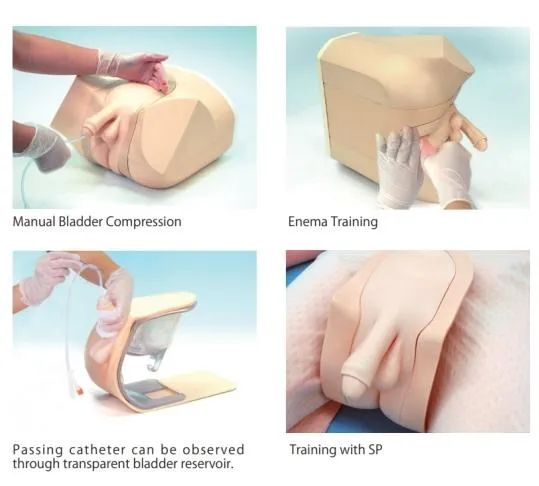 Male Catheterization and Enema Simulator