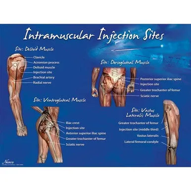 Nasco Intramuscular Injection Sites Sets