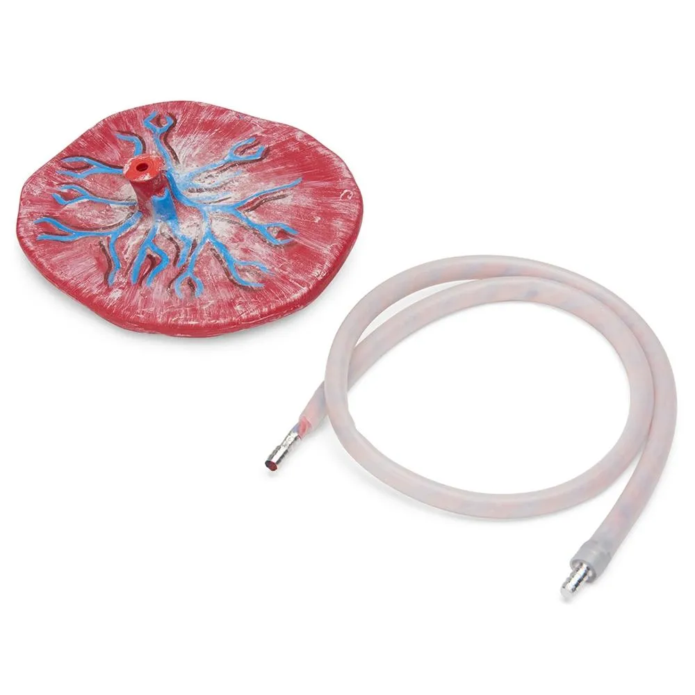 NOELLE® Automatic Childbirth Skills Trainer Torso with OMNI®, Light