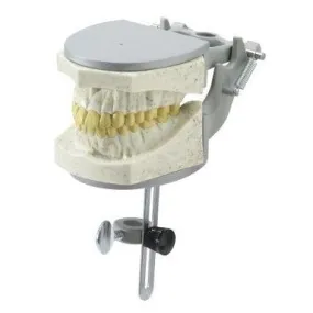 Radio-opaque X-Ray Dental Model