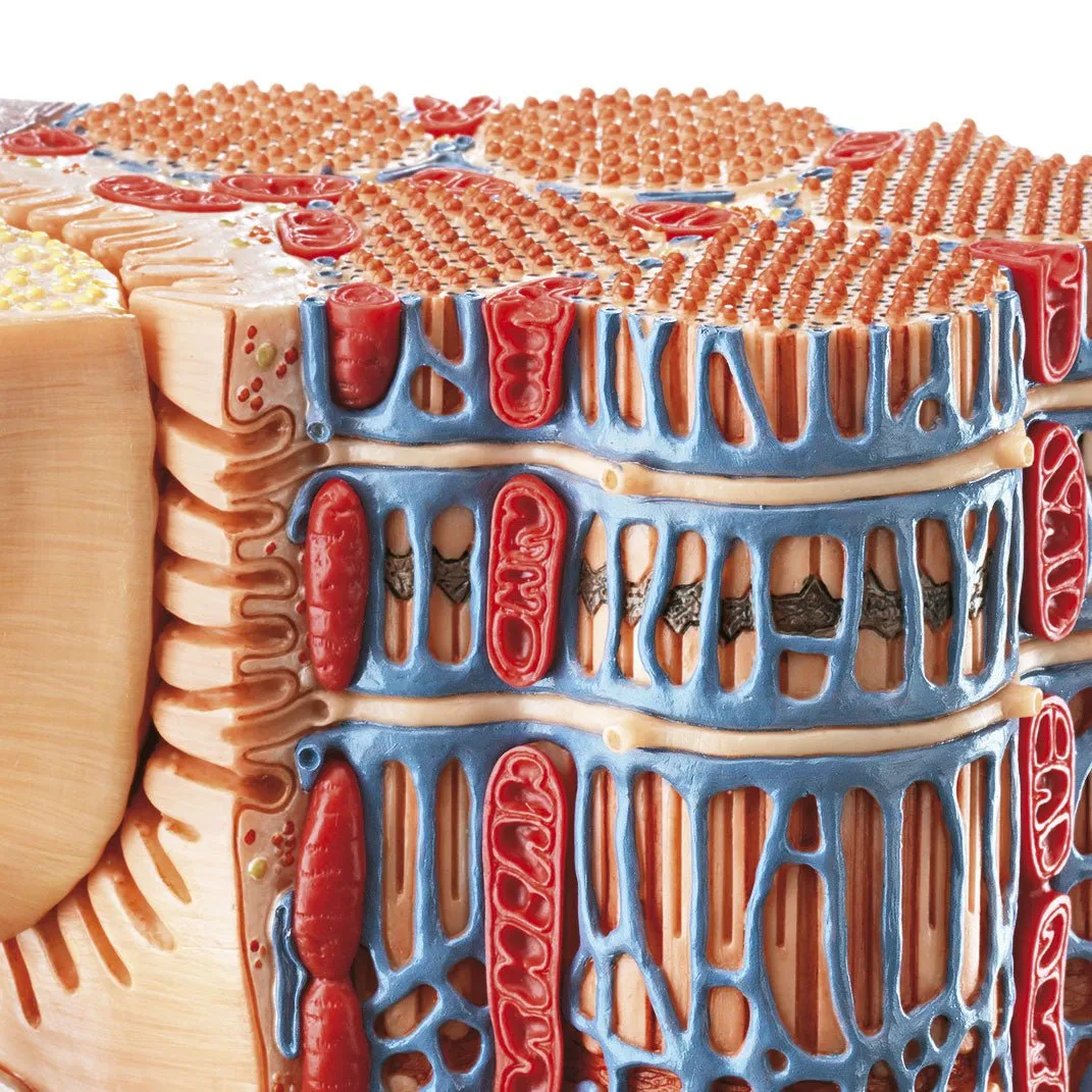 SOMSO Skeletal muscular fibre - functional model