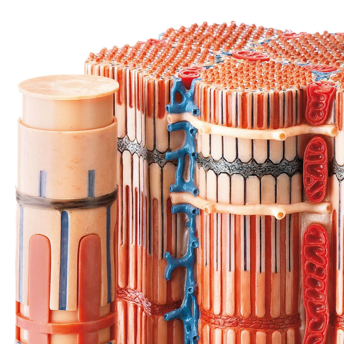 SOMSO Skeletal muscular fibre - functional model
