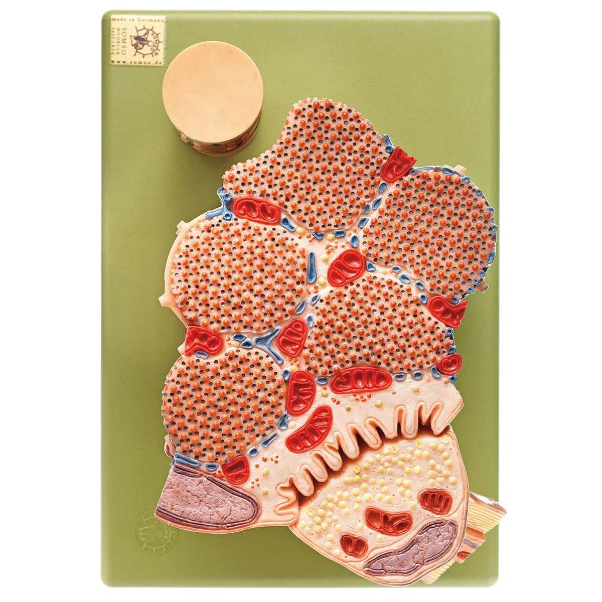 SOMSO Skeletal muscular fibre - functional model