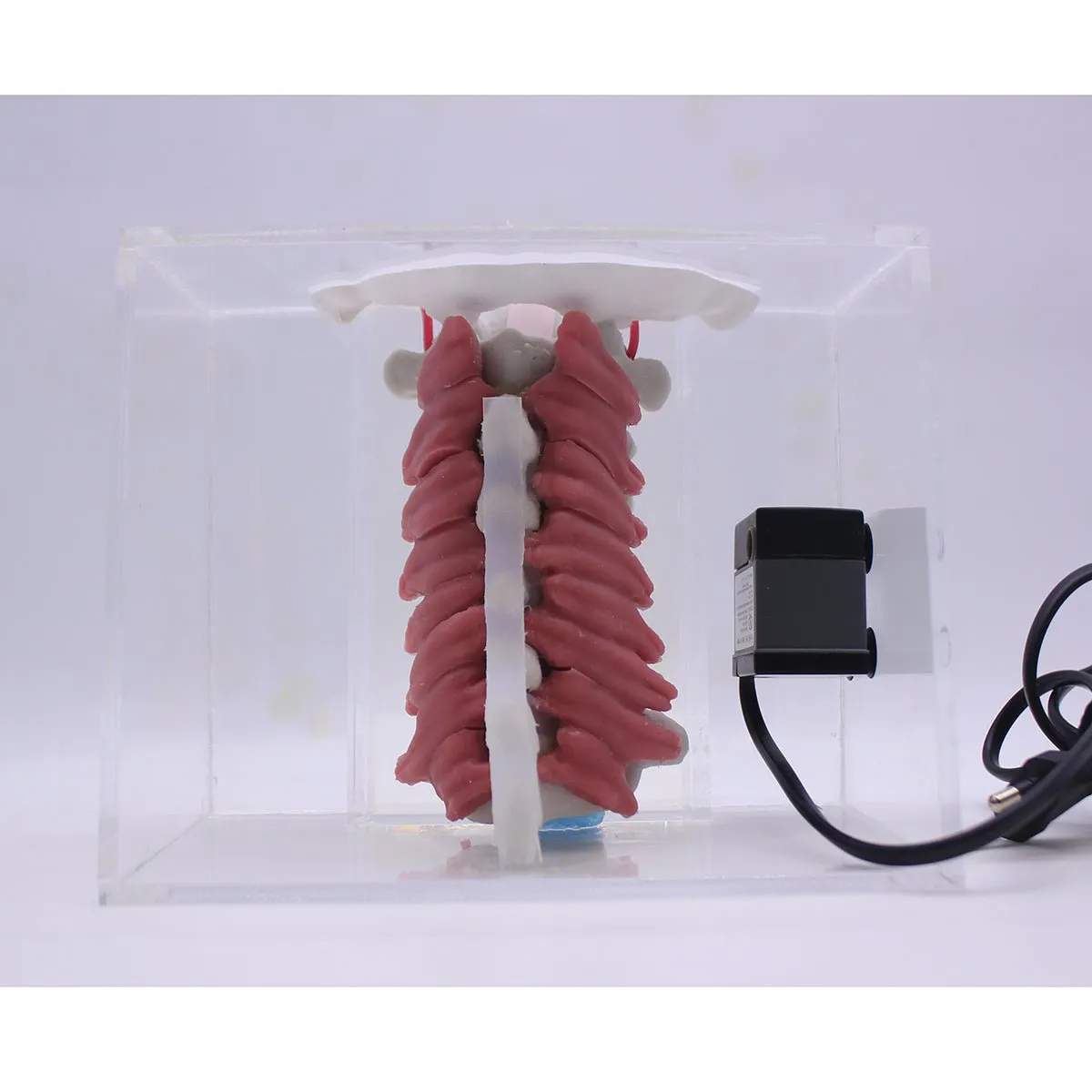 Spine Surgery Simulator For Surgical Training, Cervical