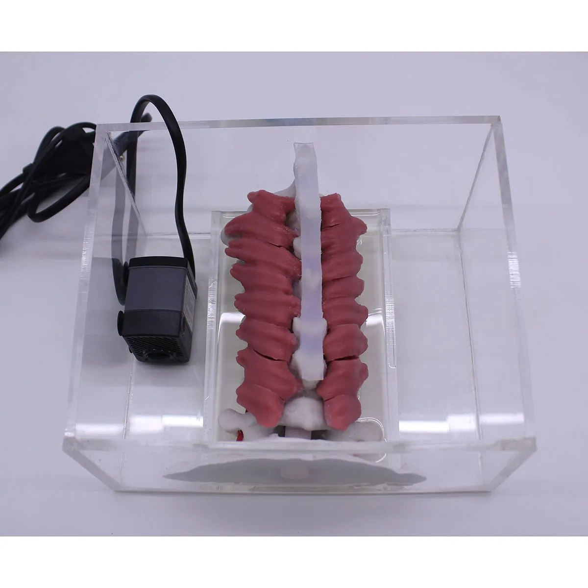 Spine Surgery Simulator For Surgical Training, Cervical
