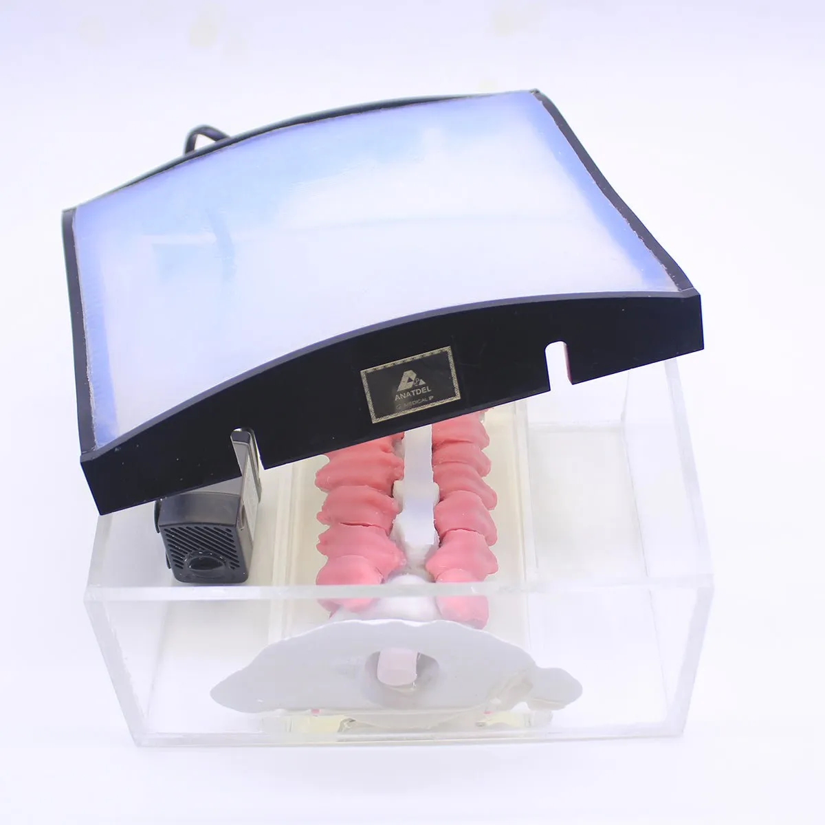 Spine Surgery Simulator For Surgical Training, Cervical