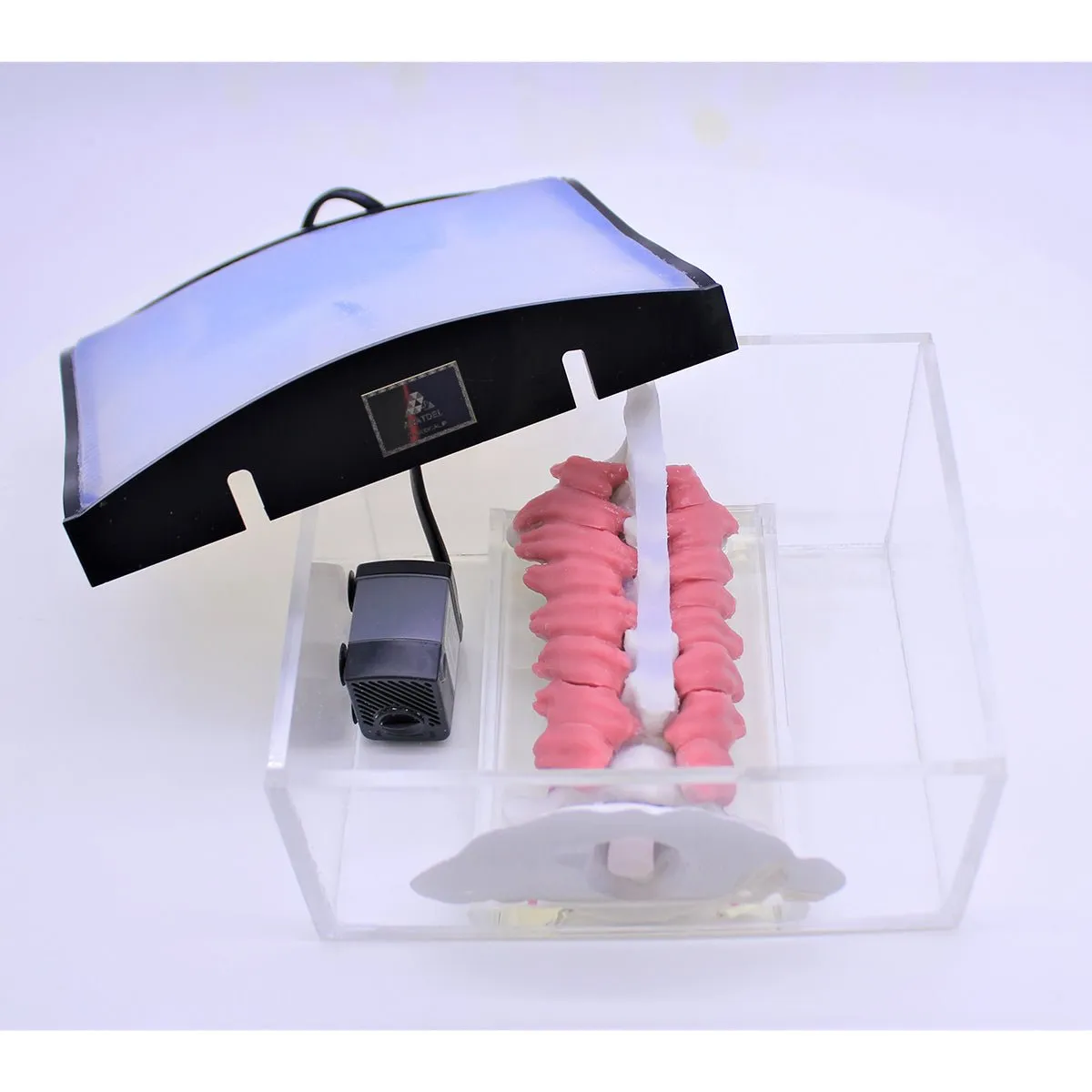Spine Surgery Simulator For Surgical Training, Cervical