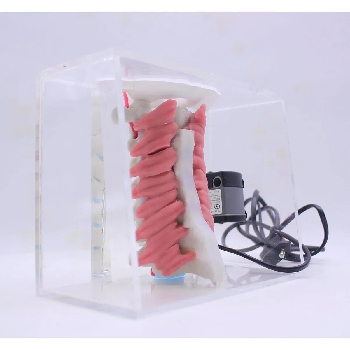 Spine Surgery Simulator For Surgical Training, Cervical