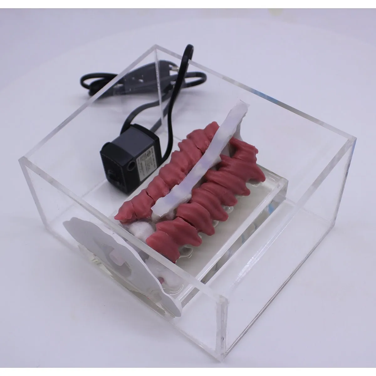 Spine Surgery Simulator For Surgical Training, Cervical