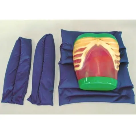 Ultrasound Exam 'ECHOZY' without Pathologies, Full Set