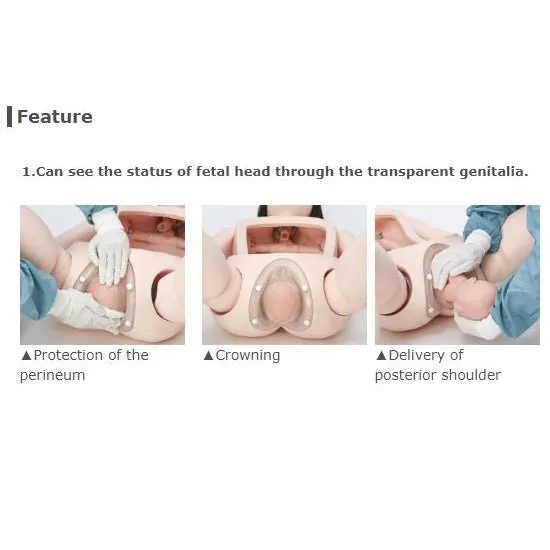 Whole Body Pregnant Model II